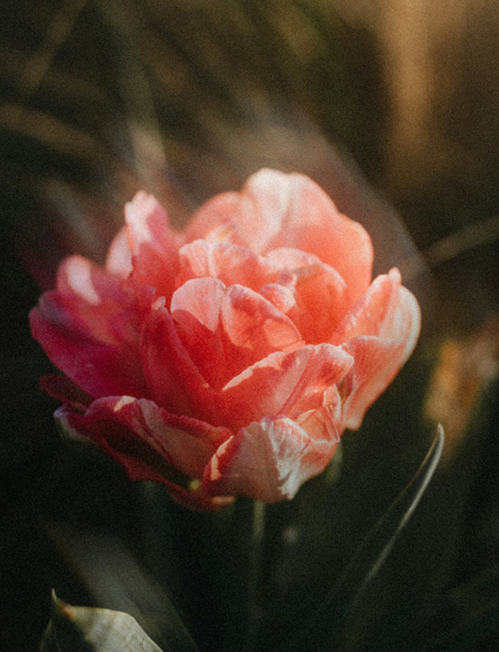 Rose Comfort Hand Cream